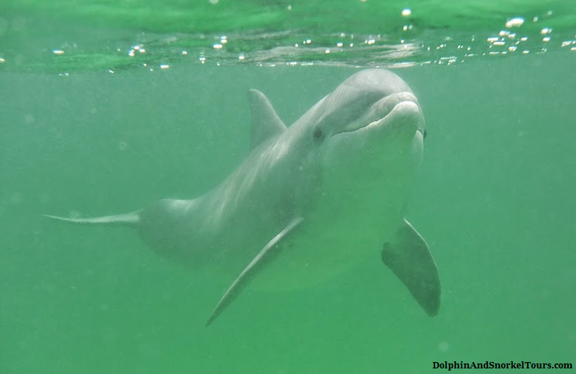 3 Hour Shell Island Dolphin and Snorkeling Tour