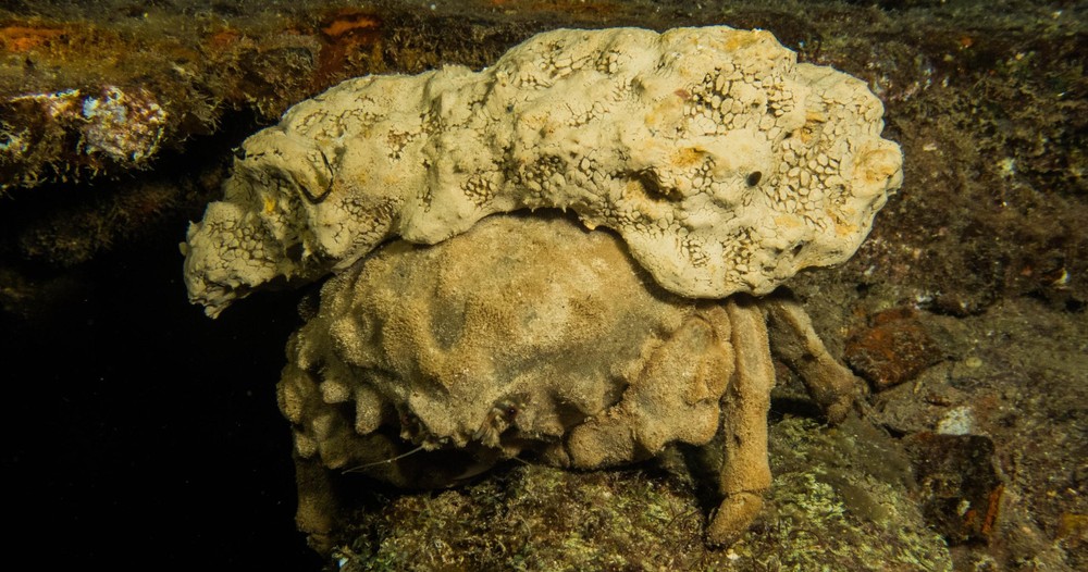 Thrilling Night Dive Adventure in Honolulu, Hawaii - Honolulu