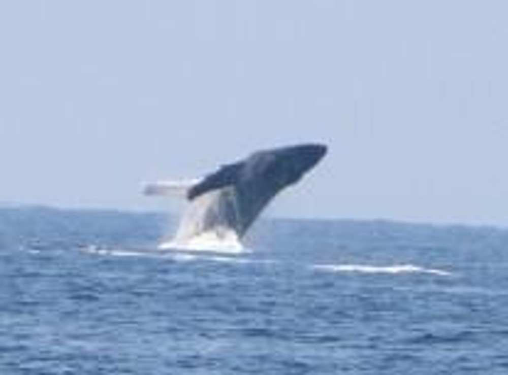Whale Watch OE3 Adventure in Kailua-Kona, Hawaii - Kailua-Kona