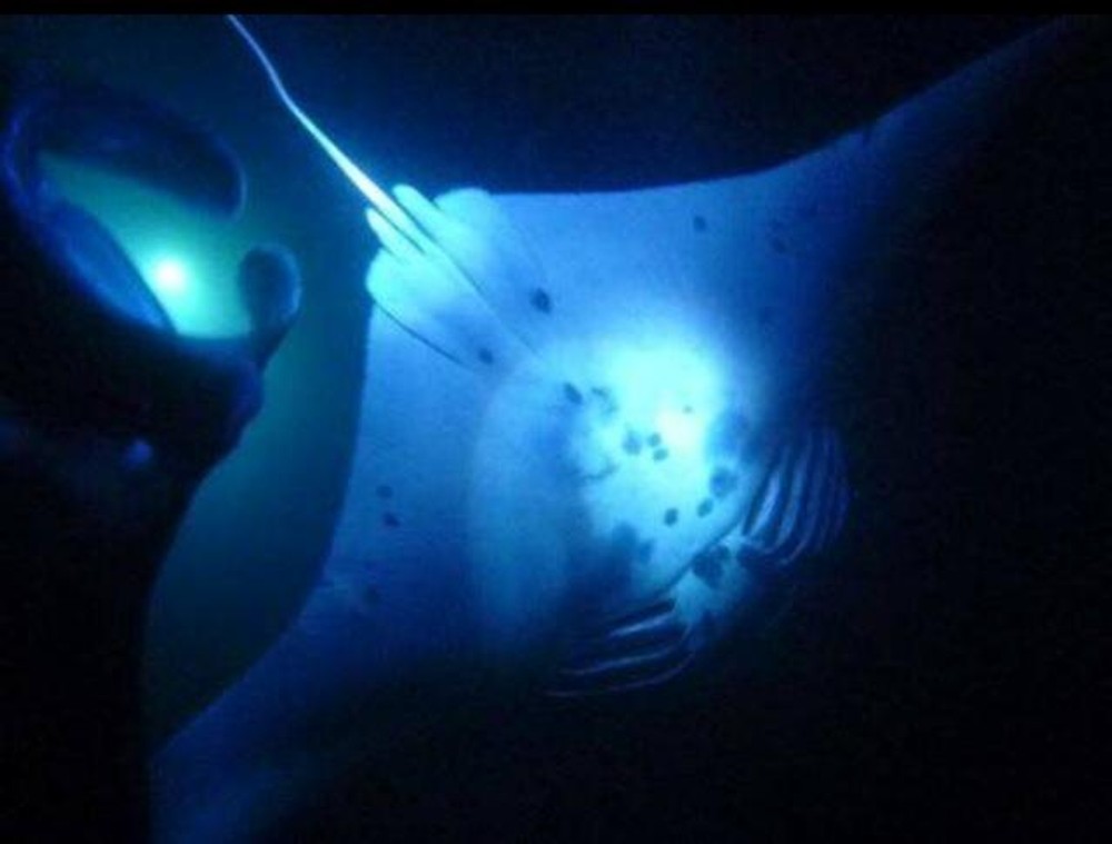 Manta Ray Night Snorkel in Kailua-Kona, Hawaii - Kailua-Kona