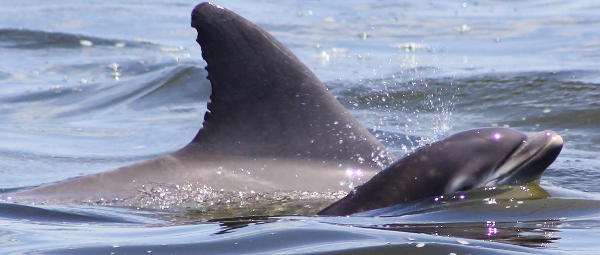 Afternoon Dolphin Watch