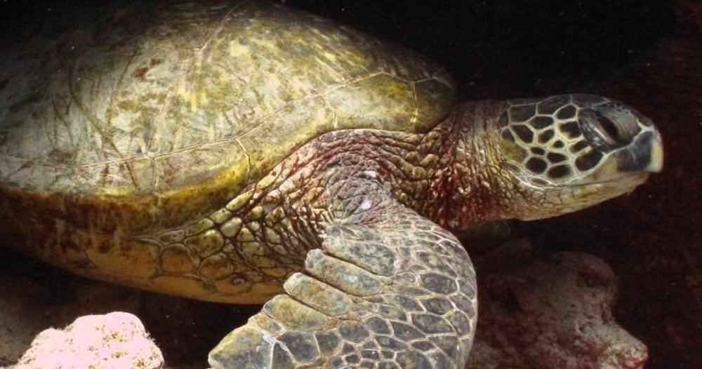 Night Dive Adventure in Honolulu’s Pristine Waters - Honolulu