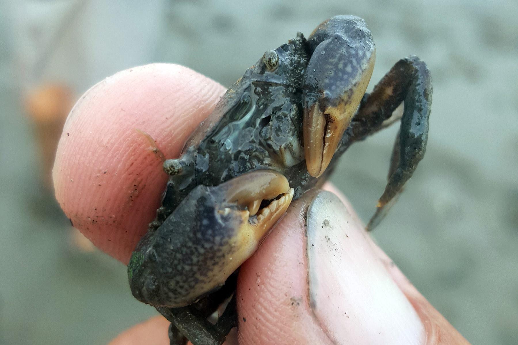 2-Hour Salt Marsh Tour (Murrells Inlet)