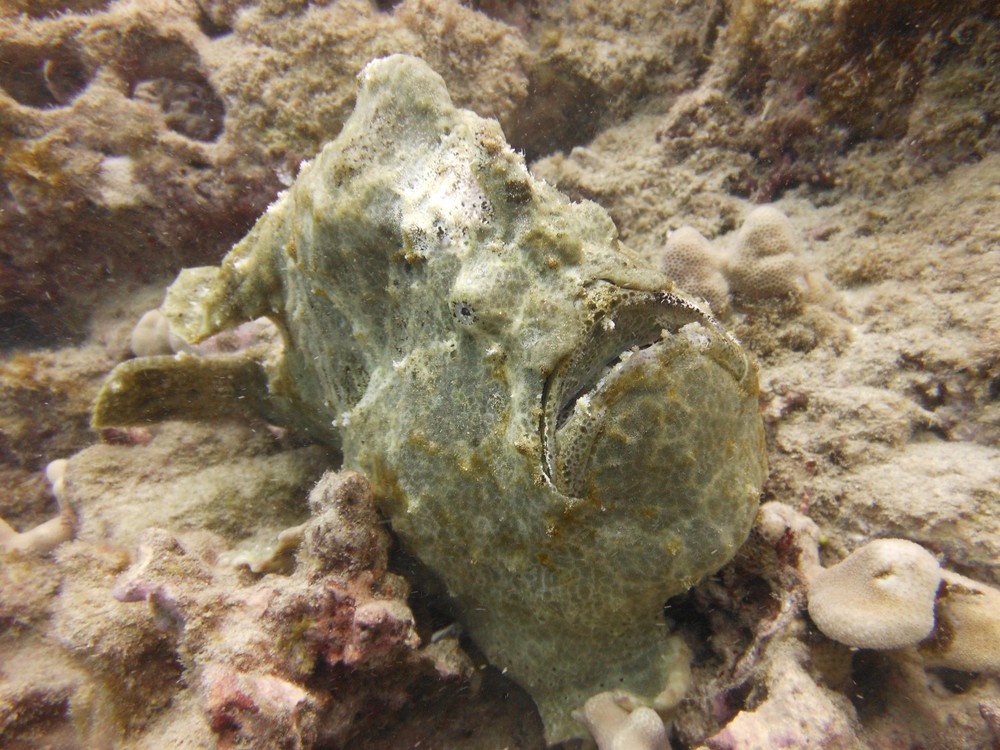 3 Tank Dive Adventure in Honolulu with Island Divers - Honolulu
