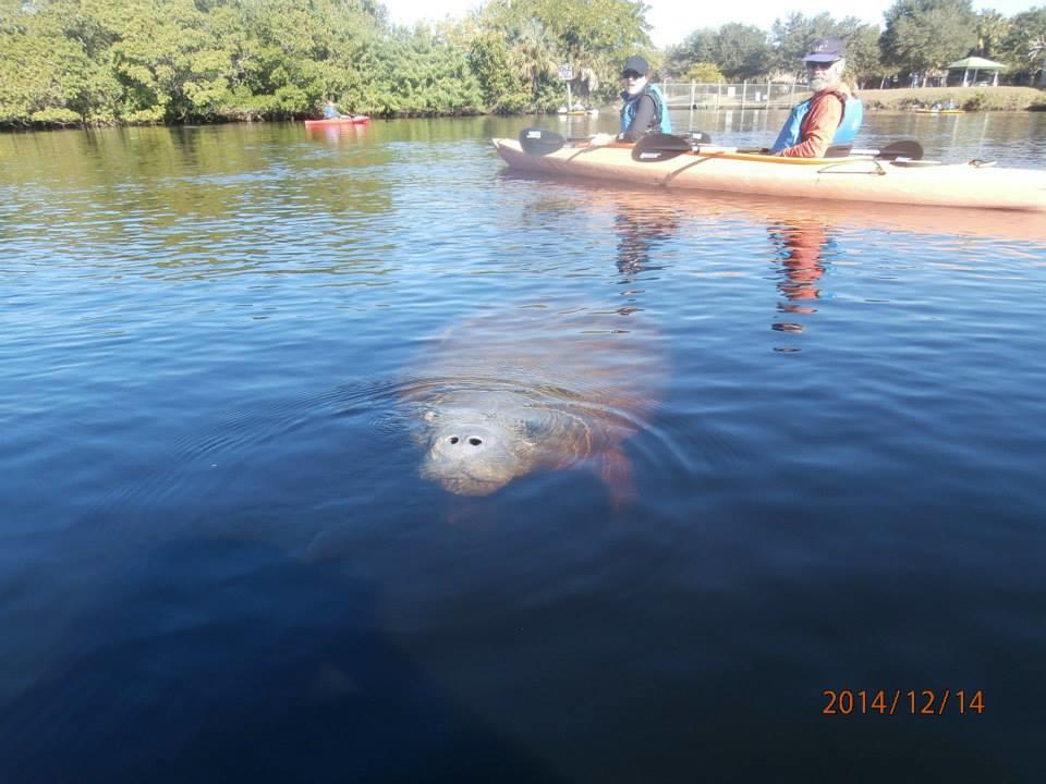 Manatee Kayak Tour