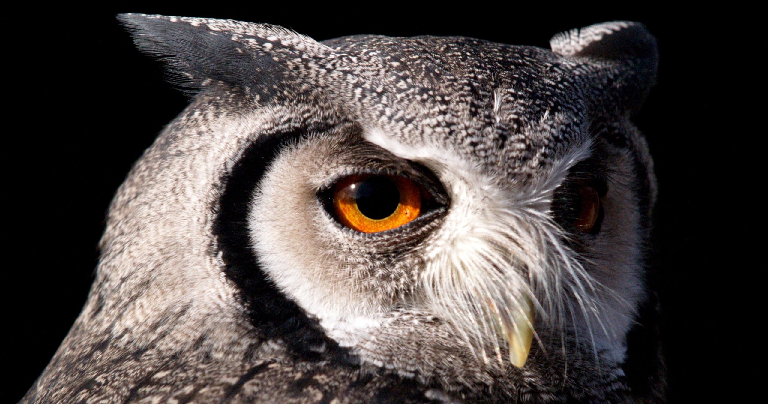Owls by Moonlight with the Center for Birds of Prey