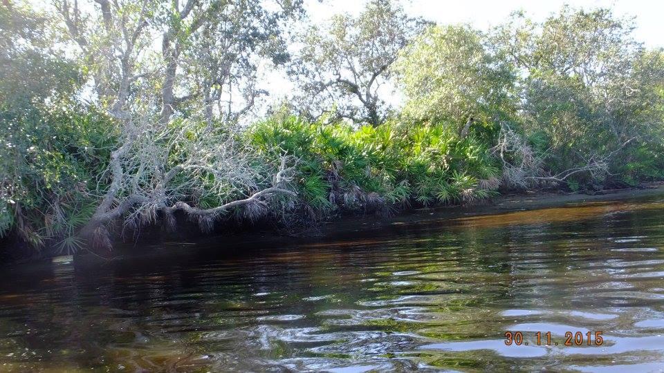 Peace River and Hunter Creek Estuary Kayak Tour