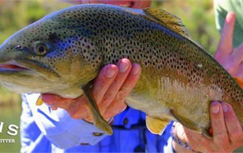 Fly Fishing in San Juan River with Wilderness Journeys Pagosa - Durango