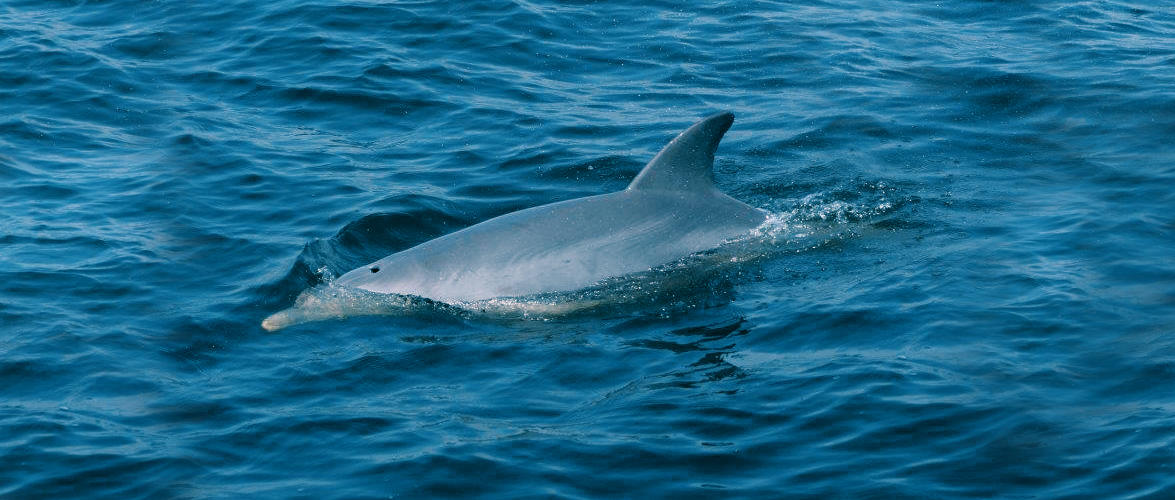 Morning Dolphin Watch