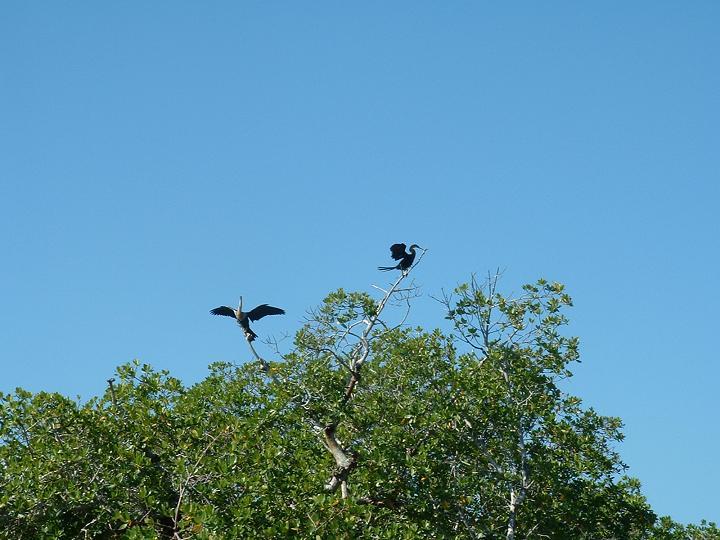 Mullock Creek Back Bay Kayak Tour