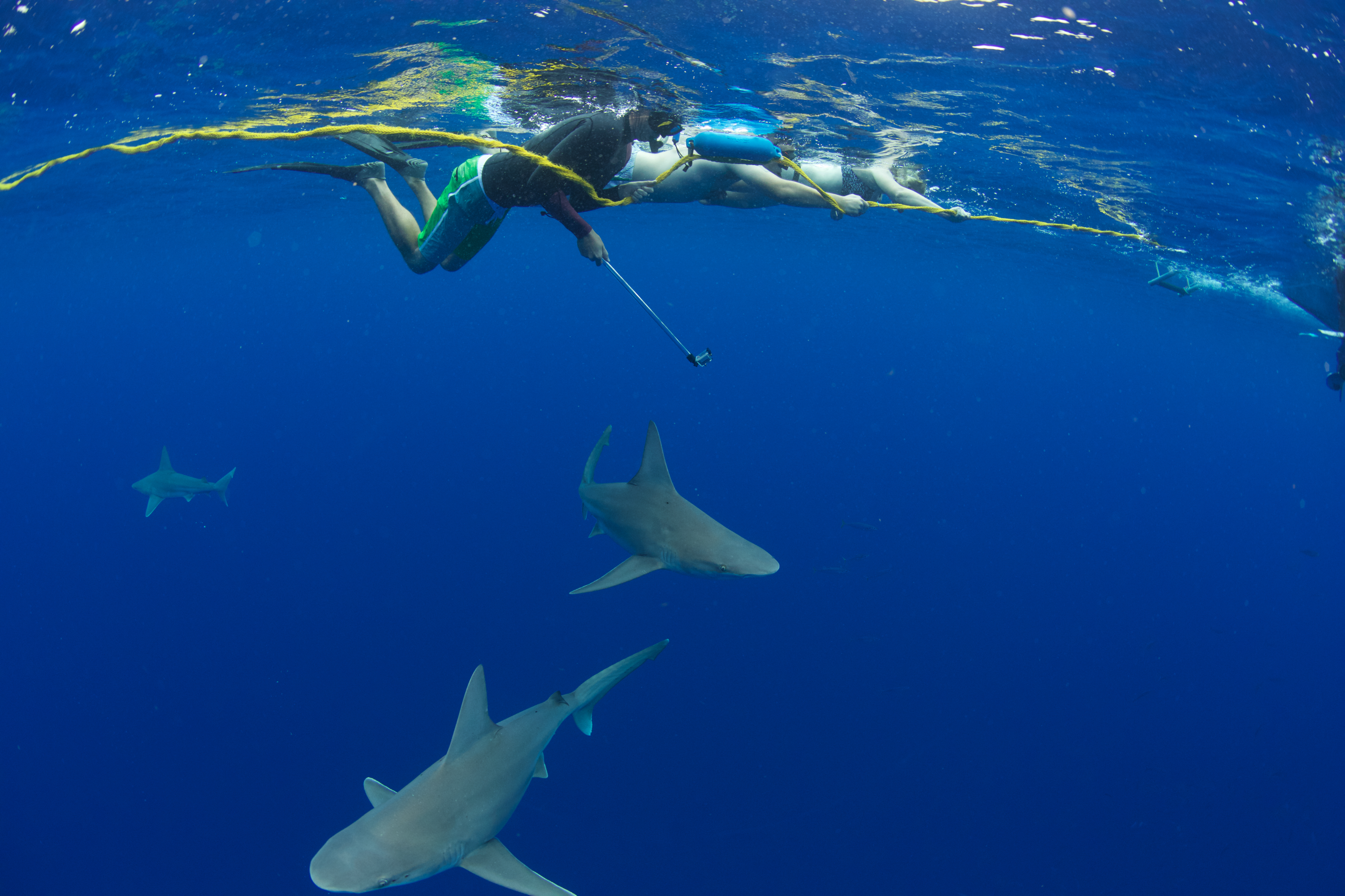 Sharks
